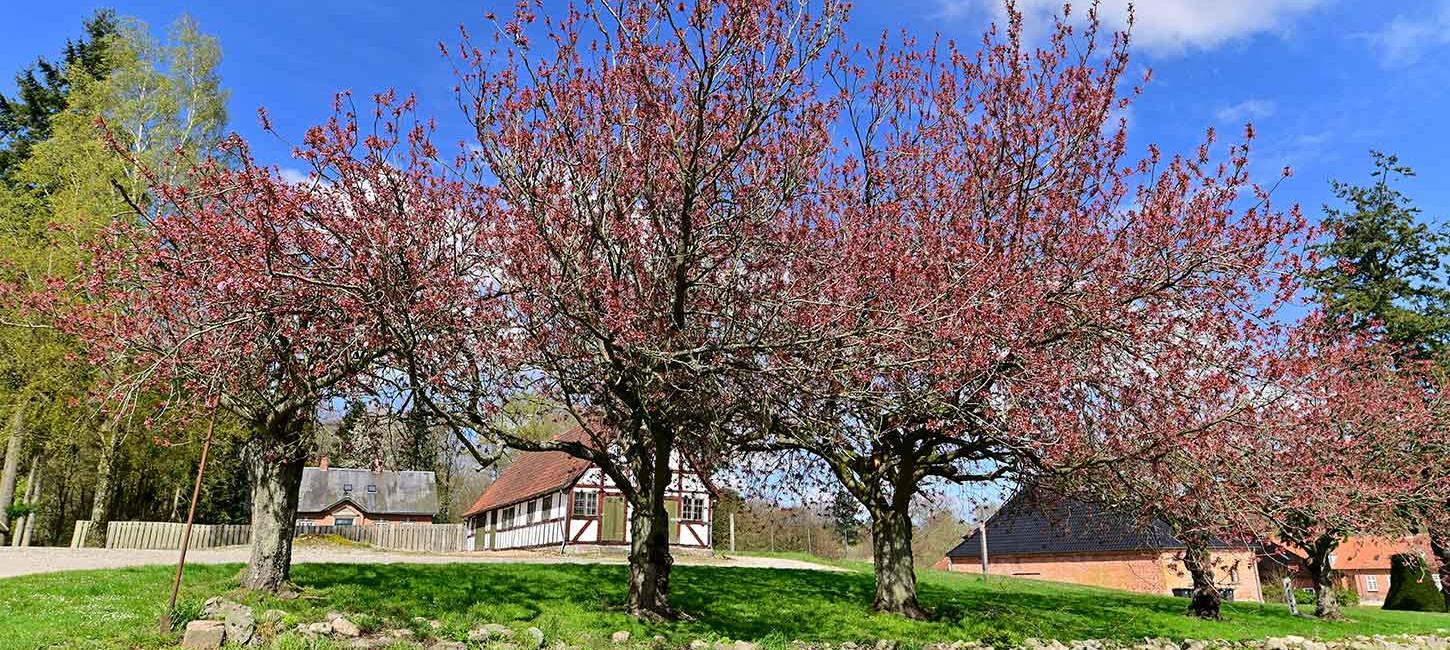 Forår ved Langesø med træer